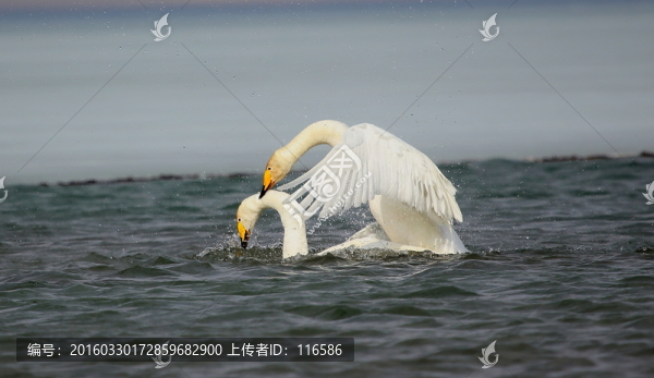 賽里木湖天鵝