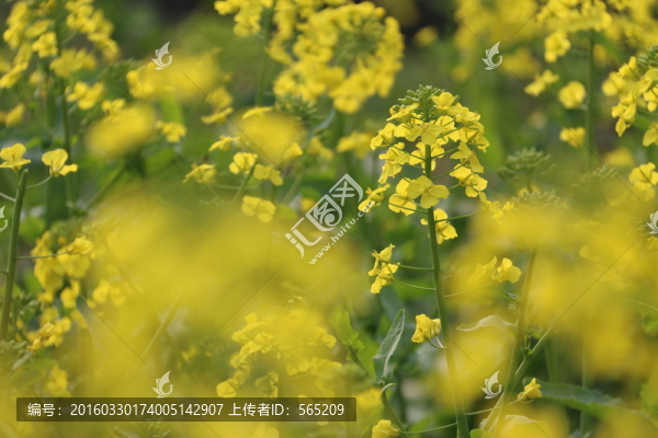 油菜花