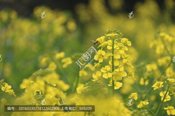 油菜花