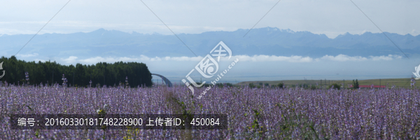紫香蘇