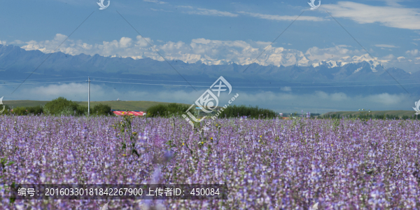 紫香蘇