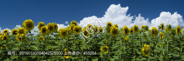 向日葵,油葵