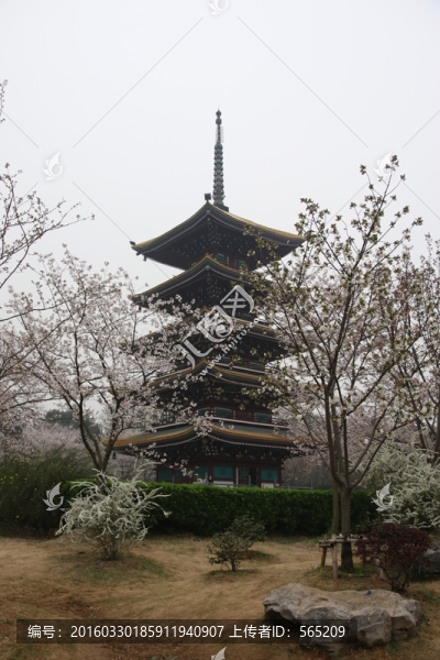 櫻花園風景
