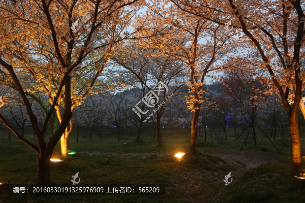 櫻花園夜景