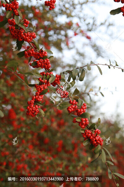 紅果
