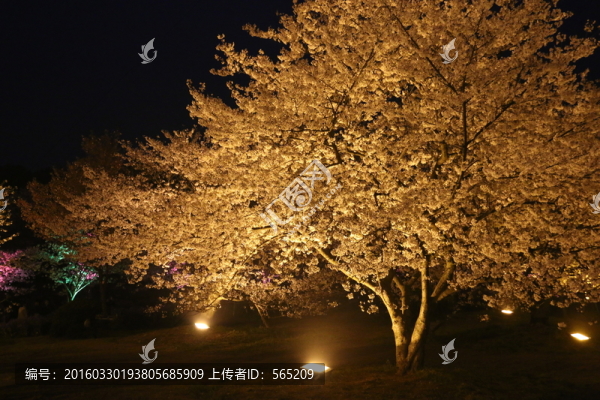櫻花園夜景