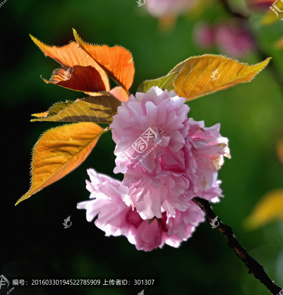 櫻花爭妍