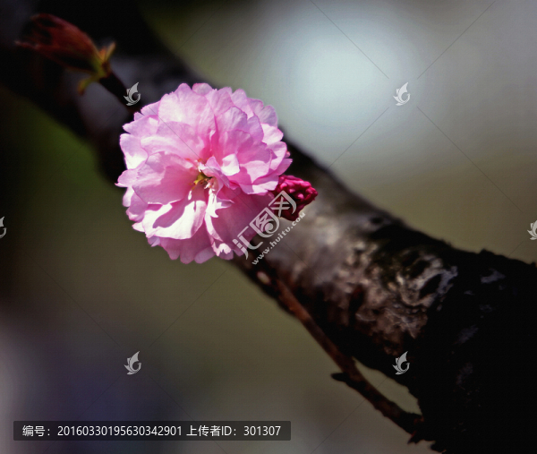櫻花,幽香艷麗