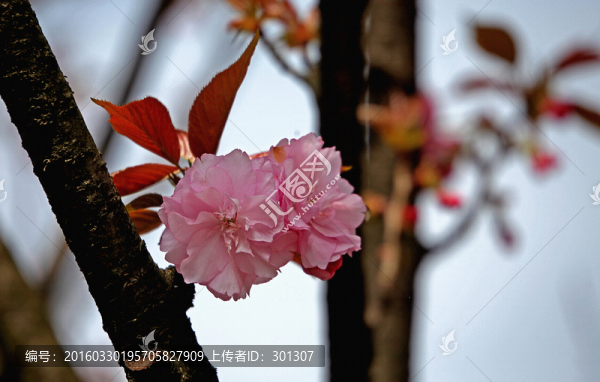 櫻花,幽香艷麗