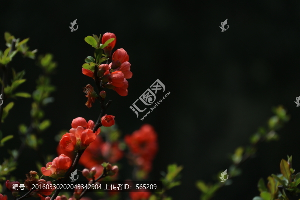 貼梗海棠
