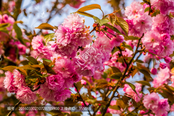 櫻花