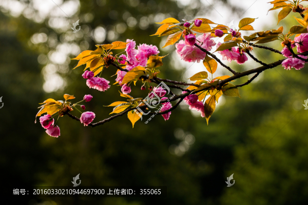 櫻花