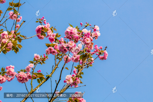 櫻花