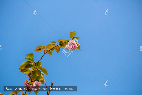 櫻花