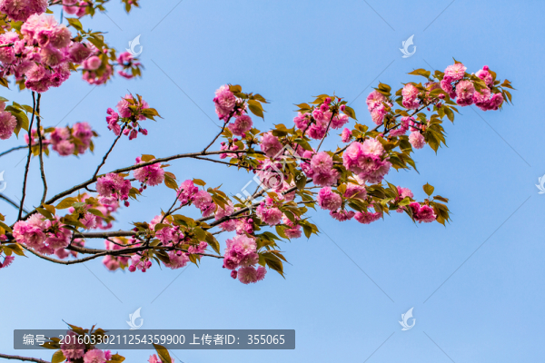 櫻花