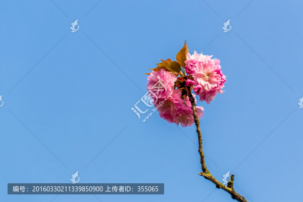 櫻花