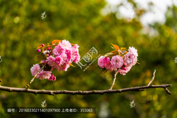 櫻花