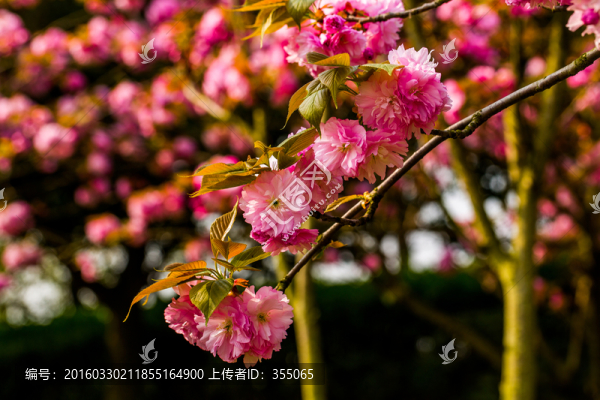 櫻花