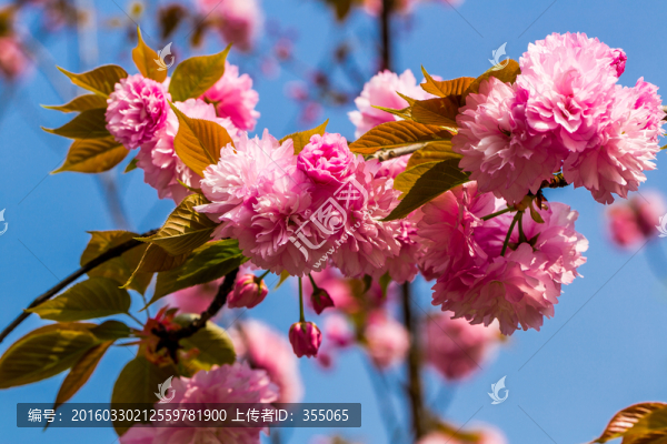 櫻花