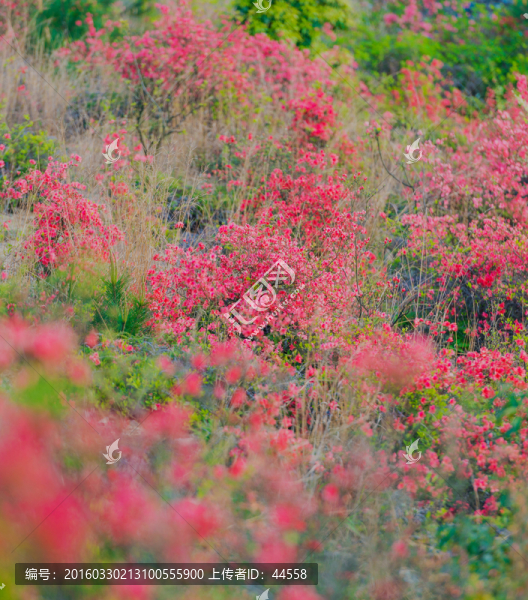 映山紅