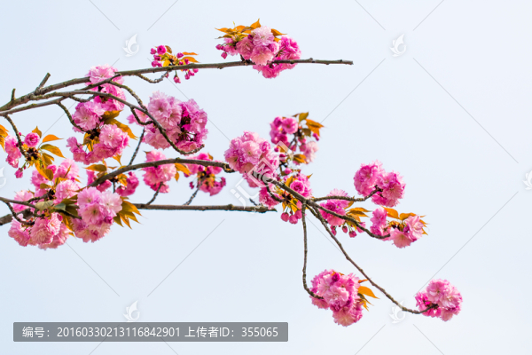 櫻花