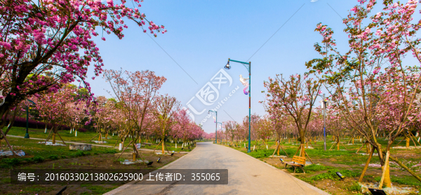 櫻花