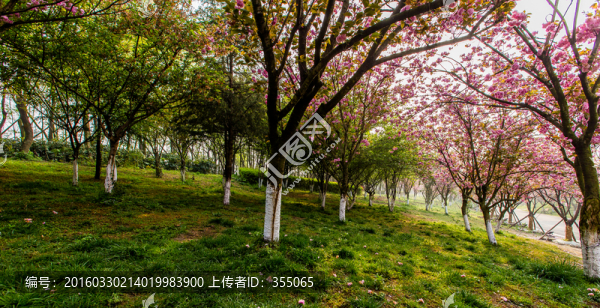 櫻花