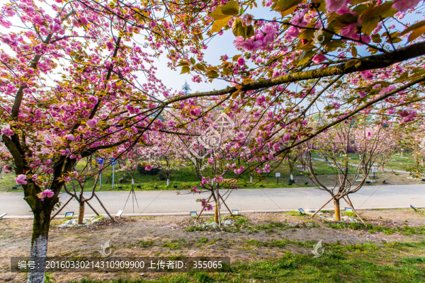 櫻花