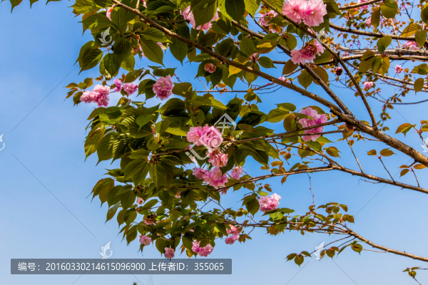 櫻花