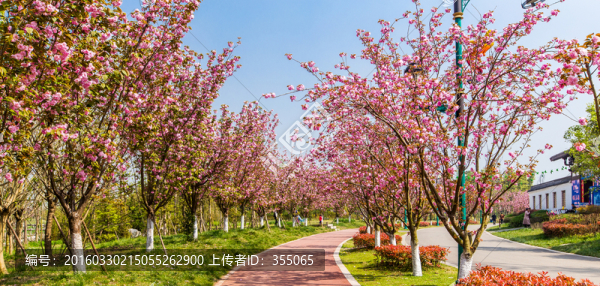 櫻花