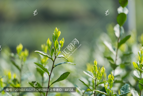 茶葉