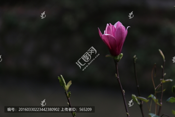 紫玉蘭花