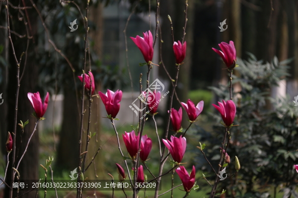 紫玉蘭花
