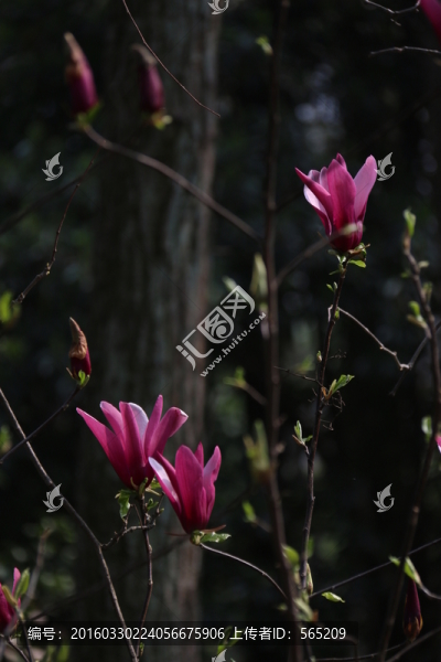 紫玉蘭花