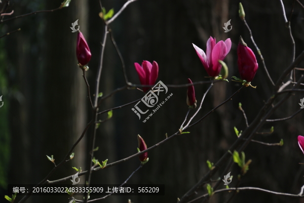 紫玉蘭花
