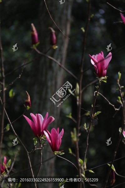 紫玉蘭花