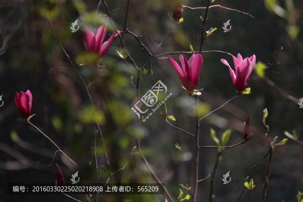 紫玉蘭花