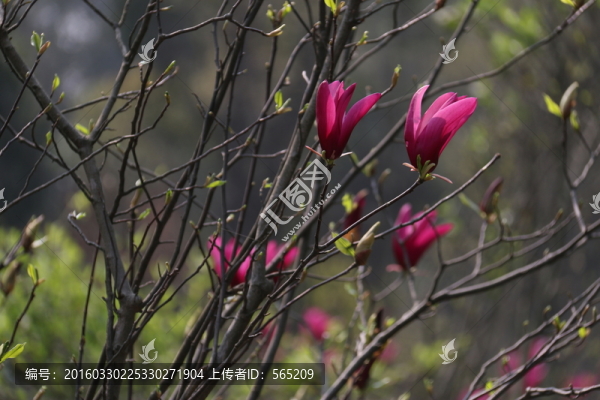紫玉蘭花