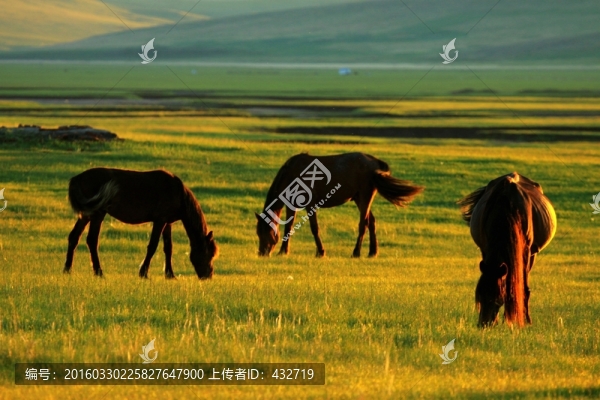 傍晚草原上的馬群