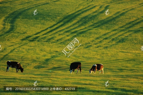 傍晚草原牧場(chǎng)馬群