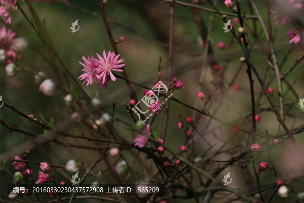 桃花
