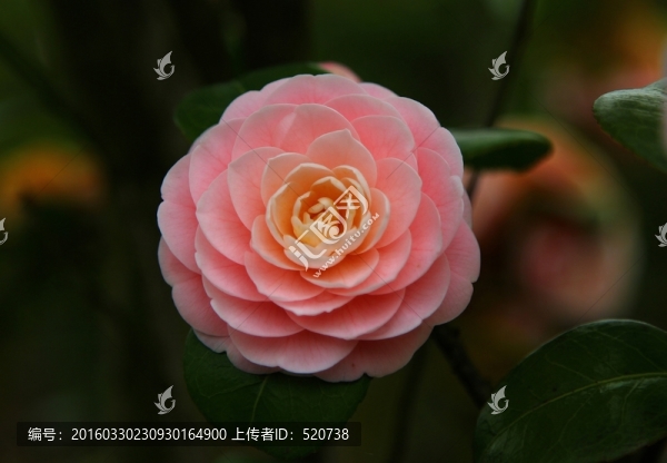 春韻,花兒,,春景