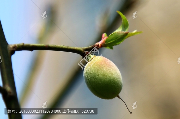 春,桃樹,桃花,果實(shí)