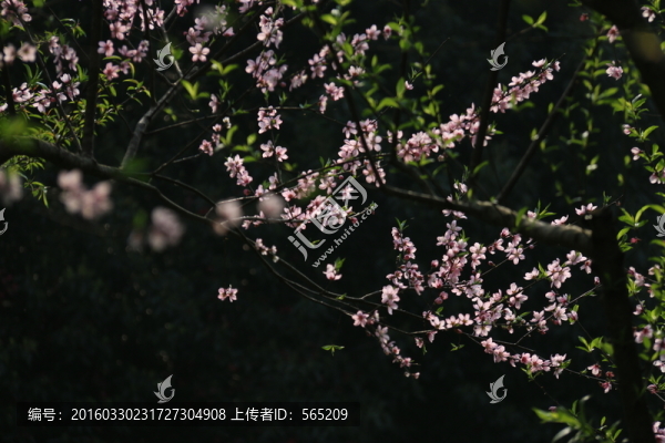 桃花