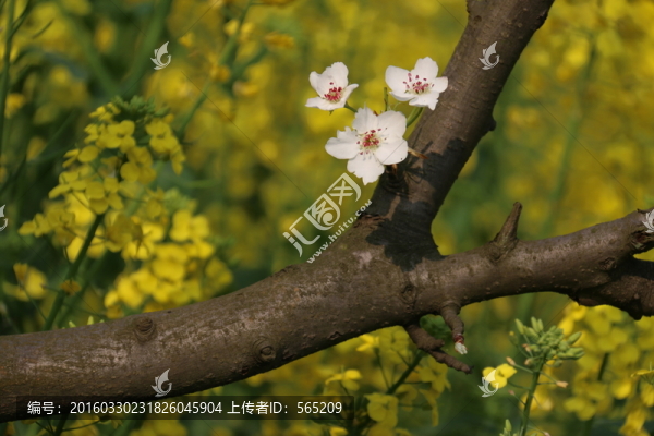 梨花