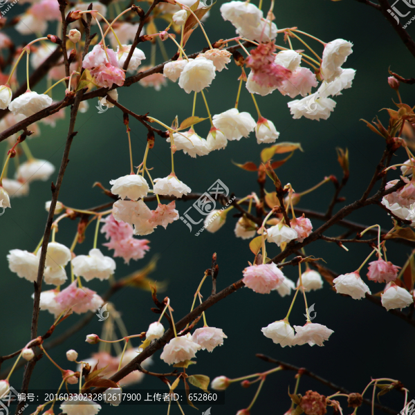 櫻花