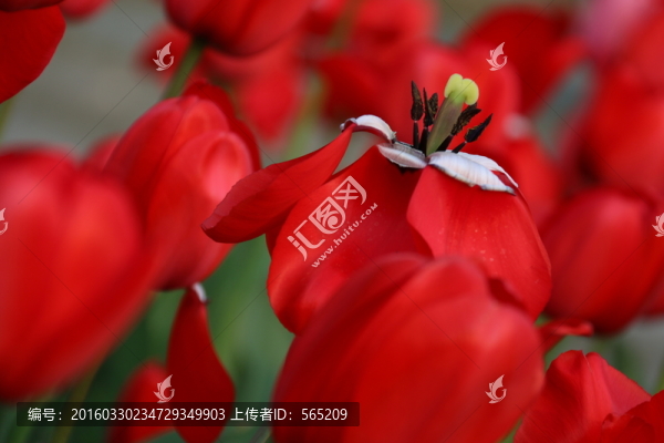 郁金香