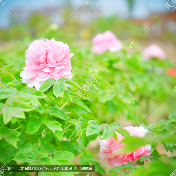 牡丹花