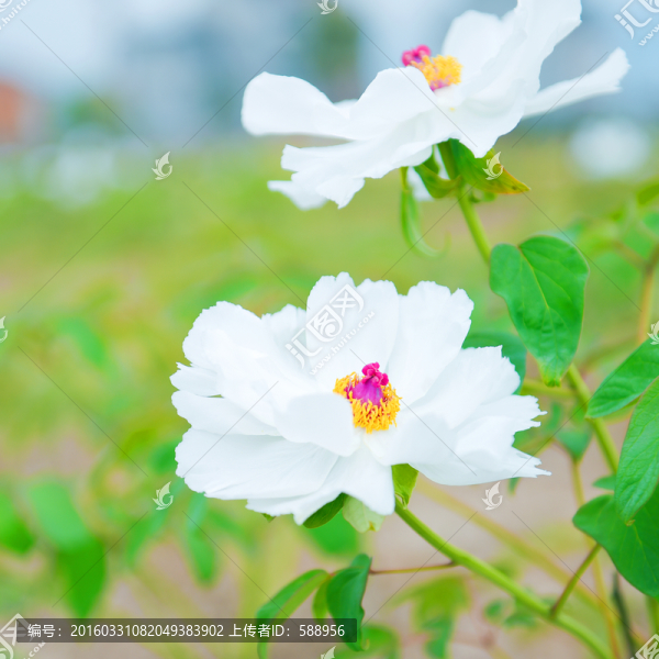 芍藥花