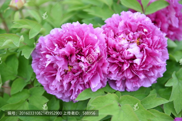 牡丹花